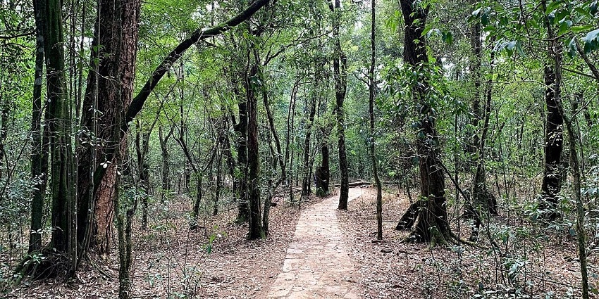 A stunning view of the lush green Mawphlang Sacred Forest for travellers to explore.