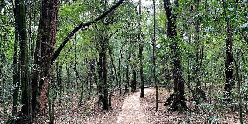 A picture of a green forest with tall trees and grass, located near the Mawjymbuin Caves in Meghalaya