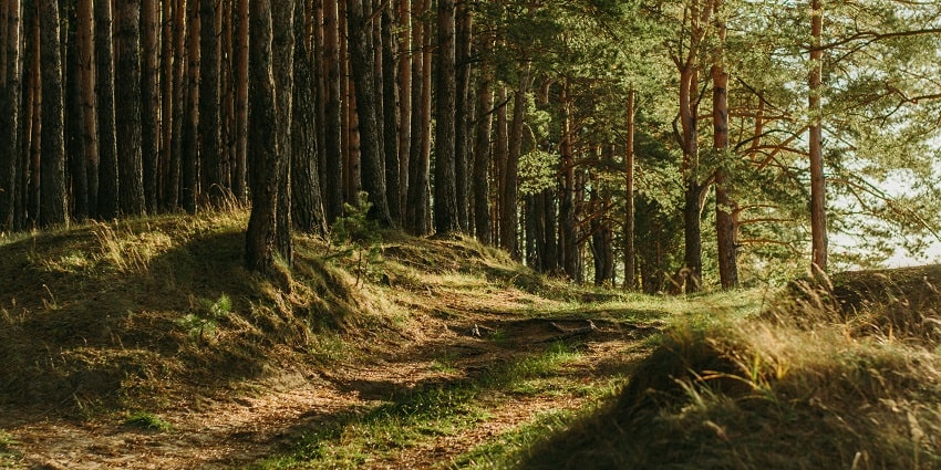 Snapshot of the beautiful sacred forest of Mawphlang in the hill city of Meghalaya