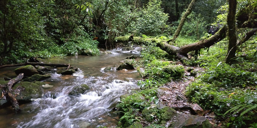 Image of Mawphlang Sacred Forest - one of the stunning Mawsynram tourist spot