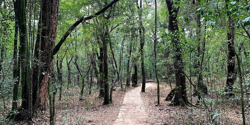 Lush green view of Mawphlang Sacred Forest - places to visit in Shillong
