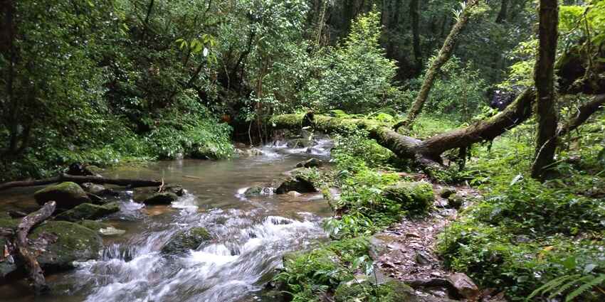 Beautiful snapshot of the Sacred Forest of Mawphlang—best offbeat places in Meghalaya