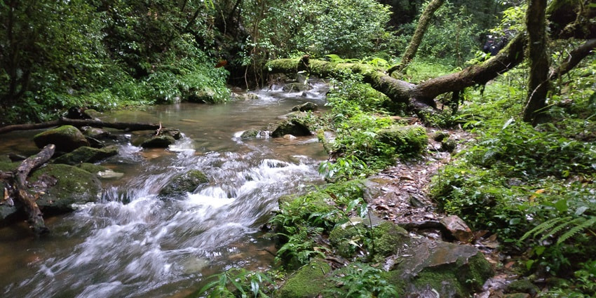 A glimpse of the sacred forest of Mawphlang featuring dense forests and azure rivers.