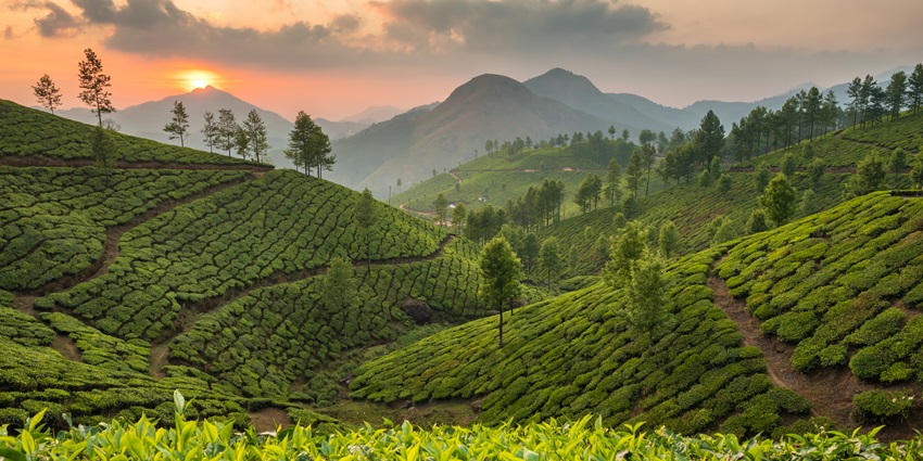 Scenic view of enchanting views of the meadows of Munnar under a sunny sky, Kerala