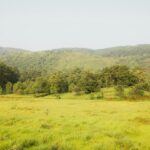 A breathtaking view of a lush green grassland with a stream of water flowing in between.