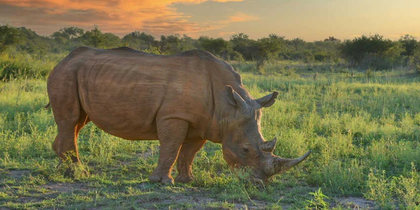 Beautiful snap of a wild grey Rhino roaming in its natural habitat of Mehao Sanctuary