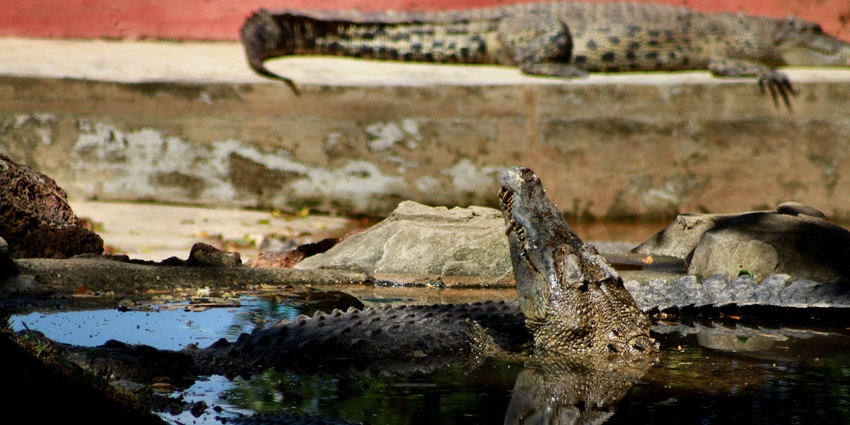 A crocodile resting on the ground at Melaka Crocodile Farm, Malaysia.