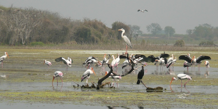 This wildlife sanctuary is also stop for many migratory birds, every year due to seasonal change