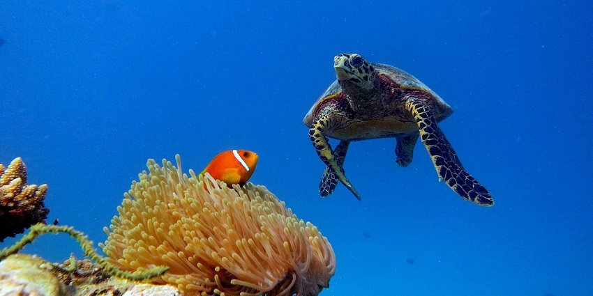 Milaidhoo Island is among top ten places to visit in Maldives for couples, a perfect getaway.