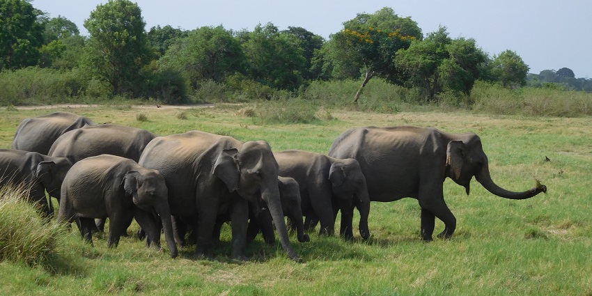 A glimpse of a herd of elephants walking on the green grasses of Minneriya National Park.