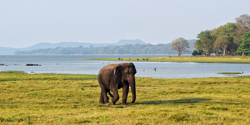 Watch playful elephants at Minneriya National Park near Wasgamuwa National Park Sri Lanka.
