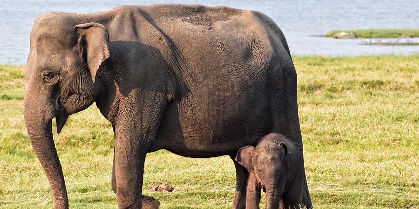 Minneriya National Park has a large gathering of elephants that provide a unique sight