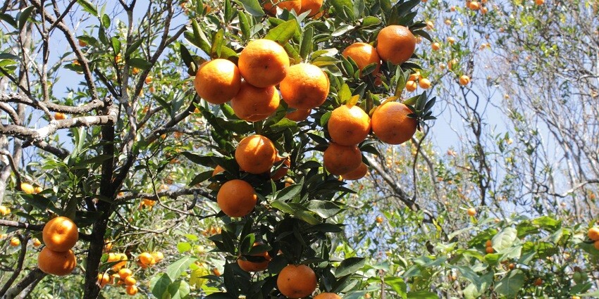 Take a troll through the Mirik Orange Orchards, a tranquil place in Mirik, West Bengal