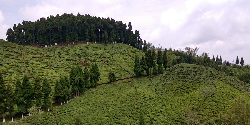 Breathe in at the refreshing tea gardens, one of the places to visit in Mirik, West Bengal.