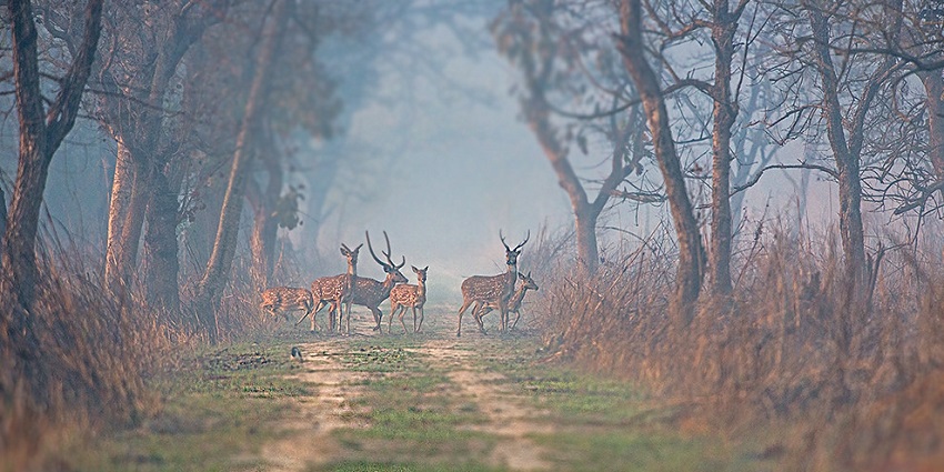 This national park is as its utmost best during winters, the surrounding are even more scenic