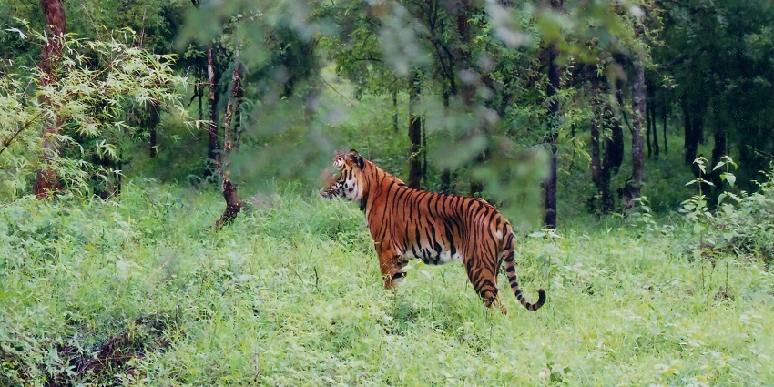 Mizoram wildlife sanctuary is popular because of the presence of rare and endangered wildlife species.