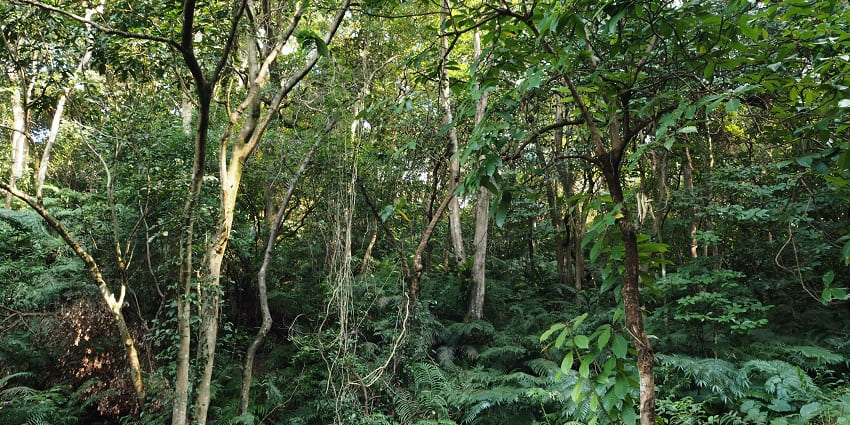 A scenic view of the dense greenery and tall trees at the Molai Forest in Assam.