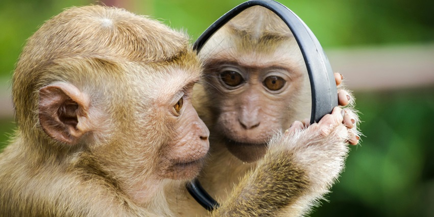 Monkey Point is one of the top ten places to visit in Kasauli on your vacation.