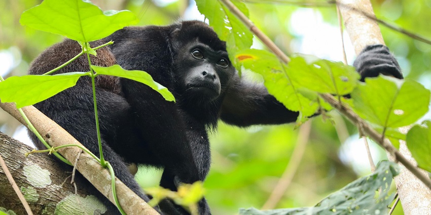Monkey Point offers views of panoramic beauty that include the surrounding valleys.
