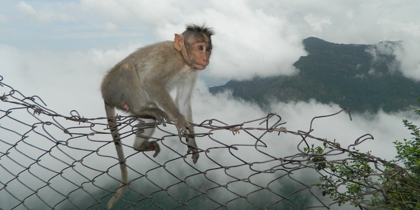 You can enjoy witnessing monkeys at one of the best places to visit in Solan here.