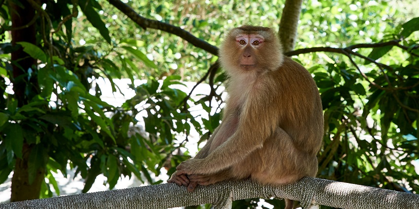 A view of monkey sitting on a railing at the popular tourist spot namely Monkey Hill.