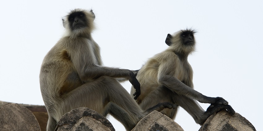 Beautiful snapshot of majestic Langur sitting on a rock— Jungle Safari Singapore Zoo
