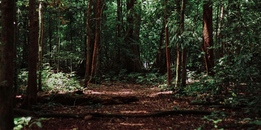 A breathtaking view of an evergreen forest with lush green trees during the daytime.