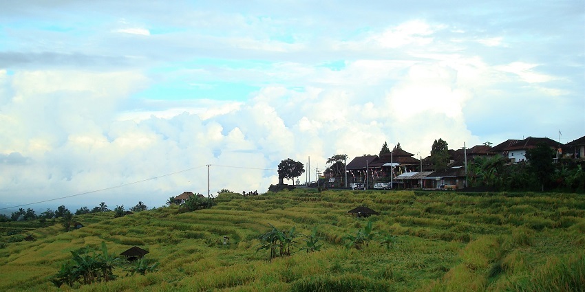 Beautiful image of the Batukaru field covered in the green lush grass and trees