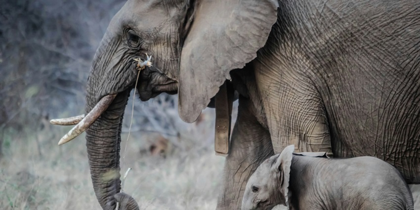 Enjoy the adventurous elephant trekking in Phuket on your trip to tropical paradise.