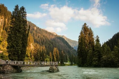 Vibrant nature scene with green foliage and a bright blue sky - Carignano Nature Park.