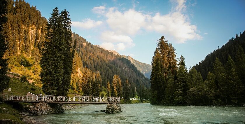 Vibrant nature scene with green foliage and a bright blue sky - Carignano Nature Park.