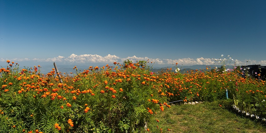 A picture of flowers at Mukteshwar top, one of the best places to visit in summer near Delhi