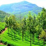 See the amazing views from the top of hills in Munnar which is a serene town in Kerala.