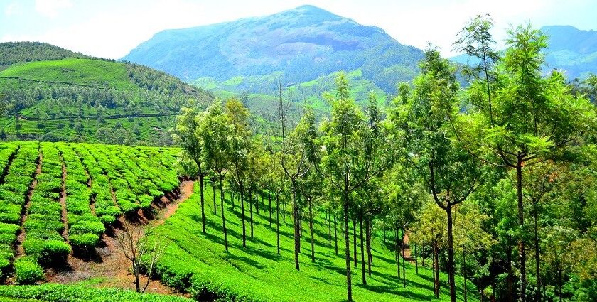 See the amazing views from the top of hills in Munnar which is a serene town in Kerala.