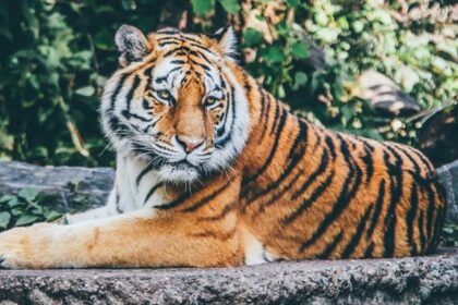 A breathtaking view of a fierce brown and black tiger sitting in a wildlife sanctuary.