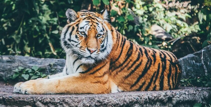 A breathtaking view of a fierce brown and black tiger sitting in a wildlife sanctuary.