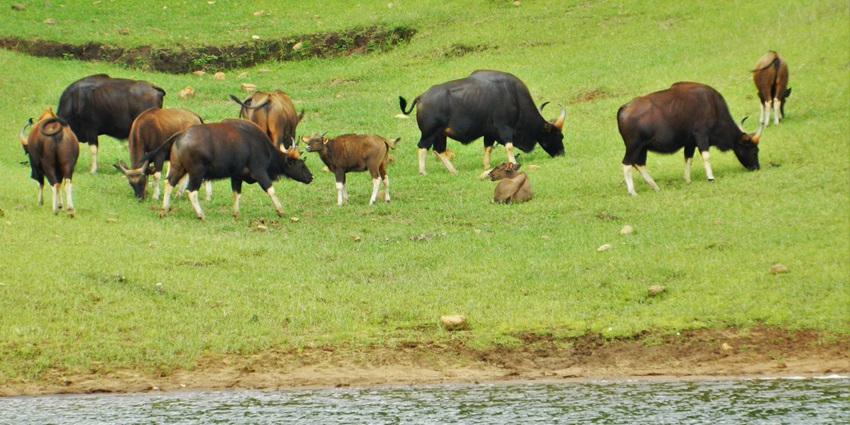 A glimpse of a deer in the woods in the Muthanga Wildlife Sanctuary, displaying a peak to the rich wildlife preserved.