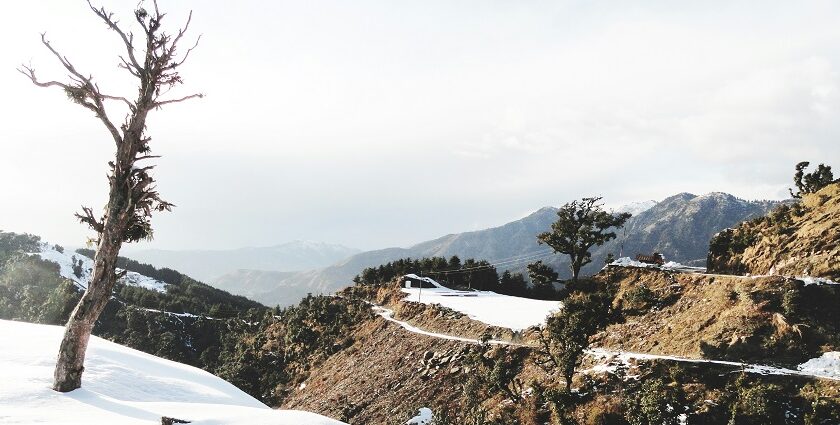 A mesmerising view of a snow-covered town with lush green trees during the daytime.