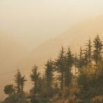 A mesmerising view of lush green pine trees in Naldehra under a foggy sky during the day.