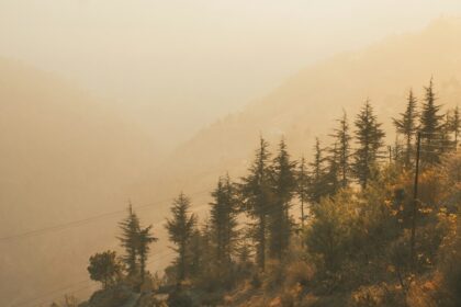 A mesmerising view of lush green pine trees in Naldehra under a foggy sky during the day.