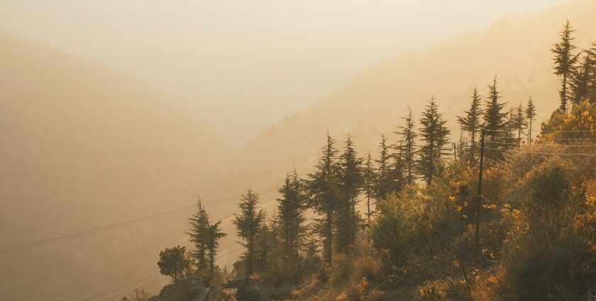 A mesmerising view of lush green pine trees in Naldehra under a foggy sky during the day.