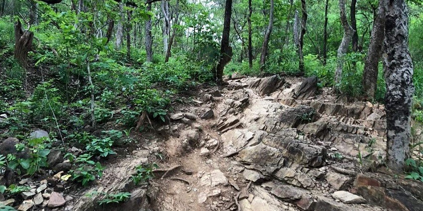 Nallamala Forest is a breathtaking attraction located near Ethipothala Waterfalls.
