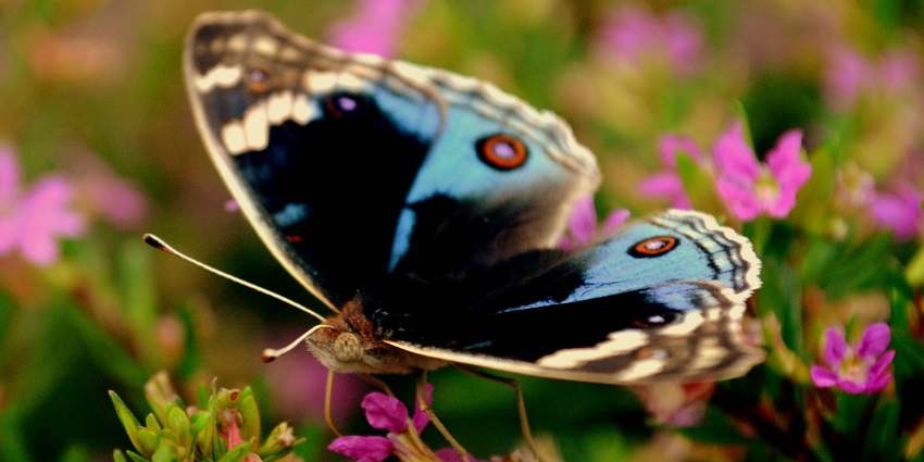Explore the diverse flora and fauna at Nallamala Forest in Andhra Pradesh, India.