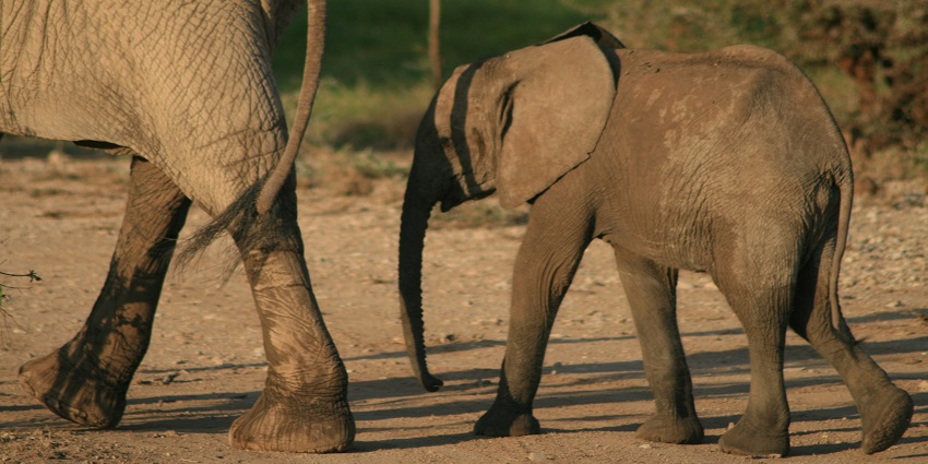 Namdapha National Park is one of the well-known wildlife sanctuaries in Arunachal Pradesh.