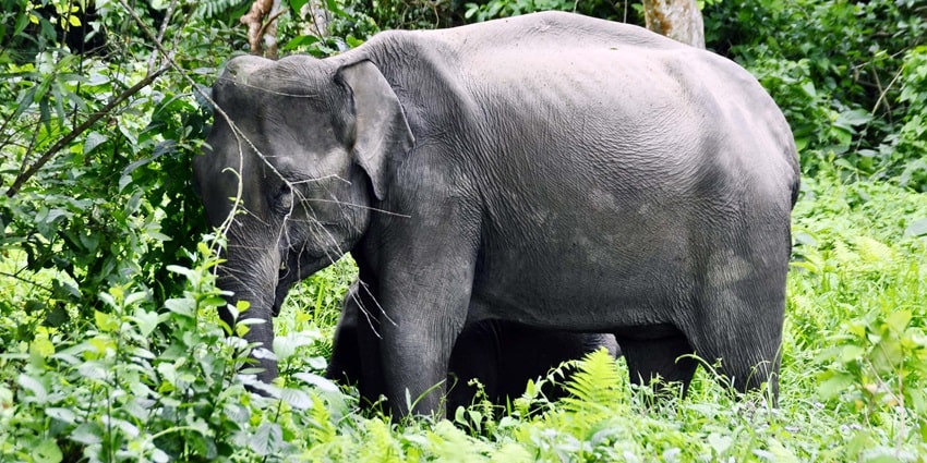 An elephant at Nameri National Park, a popular national park near Dirang Monastery.