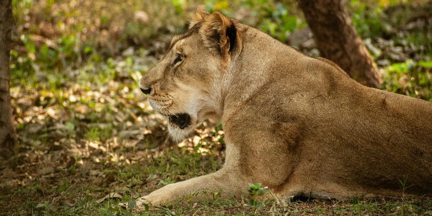 Nandankanan is one of the best places for wildlife and nature lovers to visit and explore.