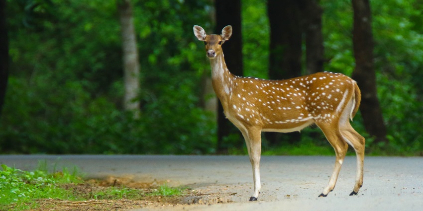 Image of deer spotted in middle of the road near a wildlife sanctuary