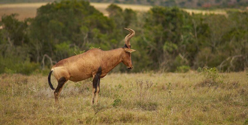 A scenic view of an animal spotted at the lush green grounds of Himachal Pradesh.