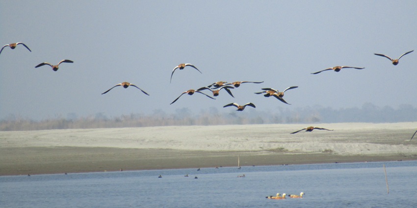 Birds flying over a beach in Dibrugarh