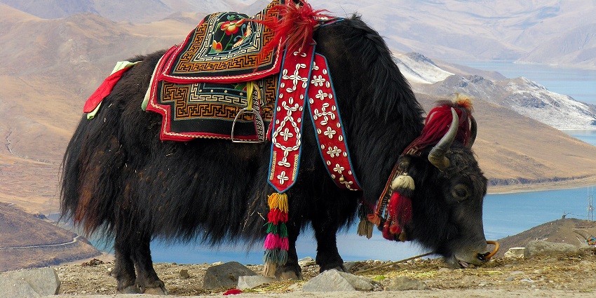 A picture of a beautiful yak grazing grass, with views of snow-clad mountains in the background
